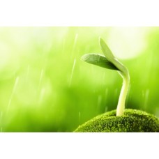PG110P110B/M - paq. de 1000 bandes plissees blanche de papier germination, l=110 x 2000 mm