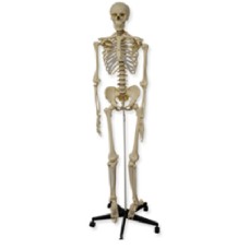 QBB011	Squelette humain, 180 cm