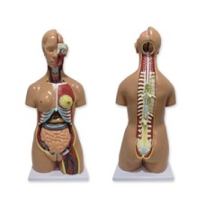 QBB041	Torse humain bisexué, dos ouvert 